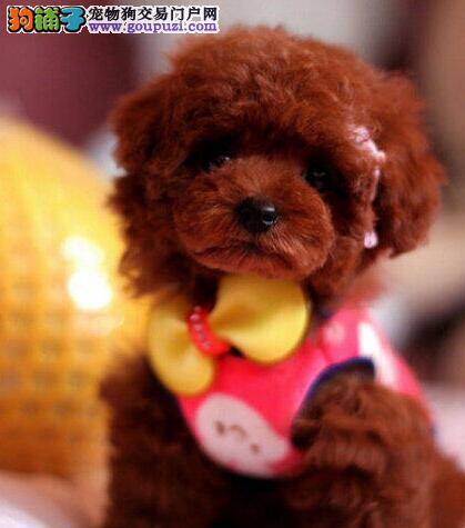 泰迪犬最近便便是黄色的稀黄状应该没事吧