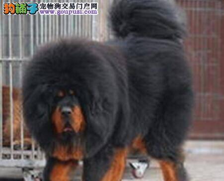 藏獒有点感冒，食欲下降，求治疗