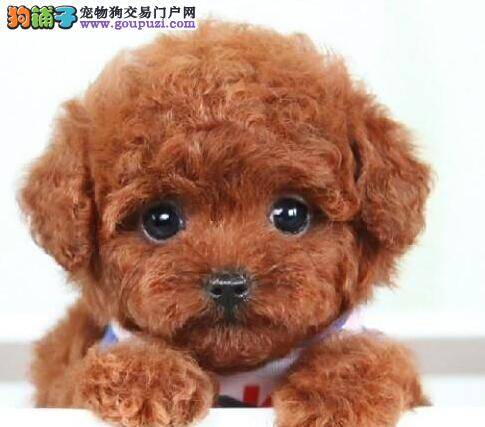 泰迪犬这几天总拉稀是为什么