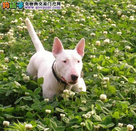 如何防止牛头梗犬吠叫