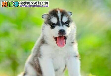 哈士奇局部脱毛浑身瘙痒是怎么回事