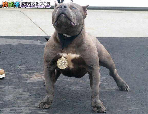 挑选健康的比特犬应当重点注意哪些方面