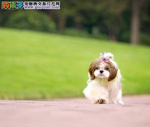 查明吠叫原因 改掉西施犬吠叫的恶习