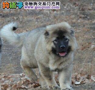 高加索犬很粘人，我们应该怎么办