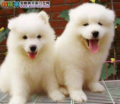 两到三个月的萨摩耶需要得到怎样的照顾