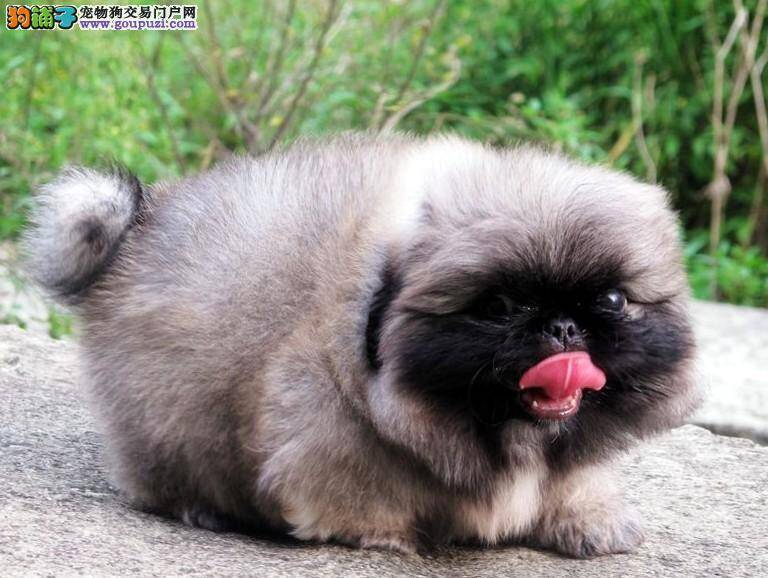 怎么护理产后的京巴犬 求解答