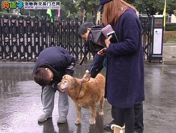 美女偶遇走失金毛犬求助警察帮忙带回家