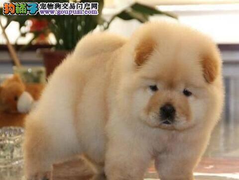 3个月的松狮犬每顿吃多少狗粮合适呢