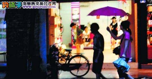 神奇泰迪犬产下九只狗宝宝，且颜色各异