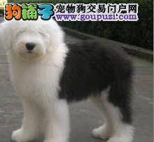 古代牧羊犬最近拉稀应如何改善这个状况