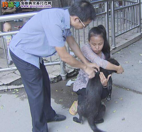 广州海关缉毒犬又立新功 查获毒品超过一市斤