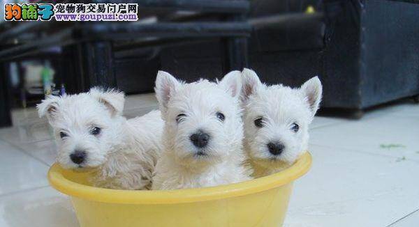 护理西高地牙齿的小妙招