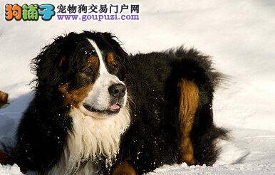 美容俏佳人 五个步骤轻松修剪伯恩山犬的毛发