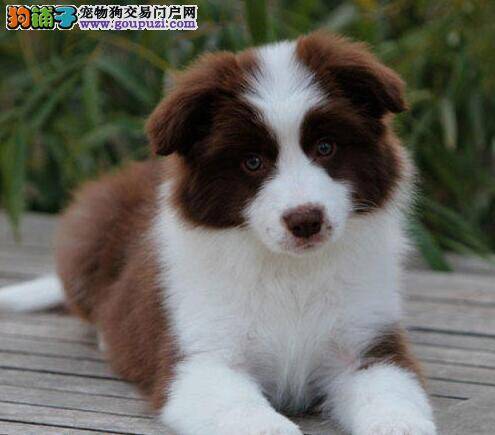 一个多月的边境牧羊犬拉稀带血是什么问题