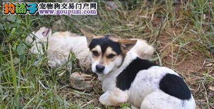 搜救犬日历在台北畅销 引发女性收藏热