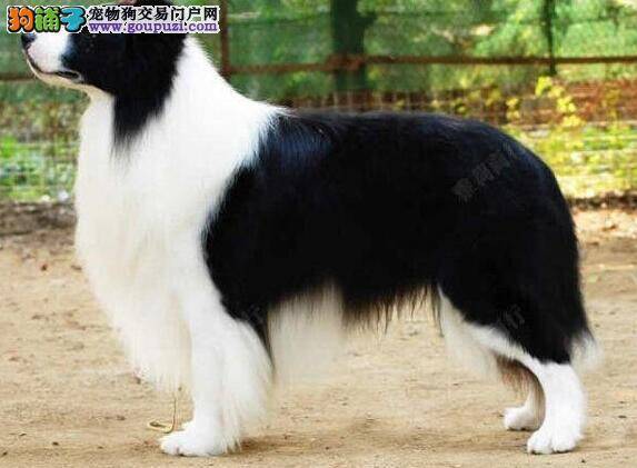 边境牧羊犬洗澡期间毛发掉一地而且身上有黄包