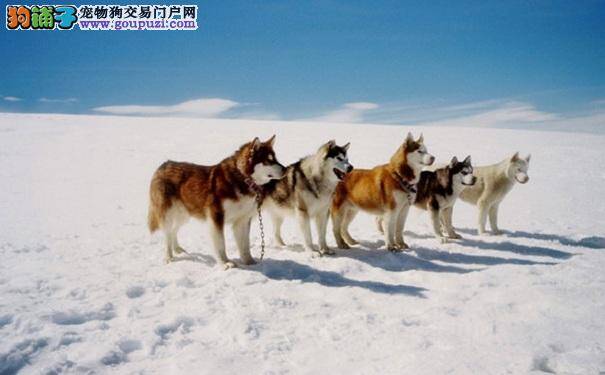 西伯利亚雪橇犬怎么挑选 如何选购哈士奇犬