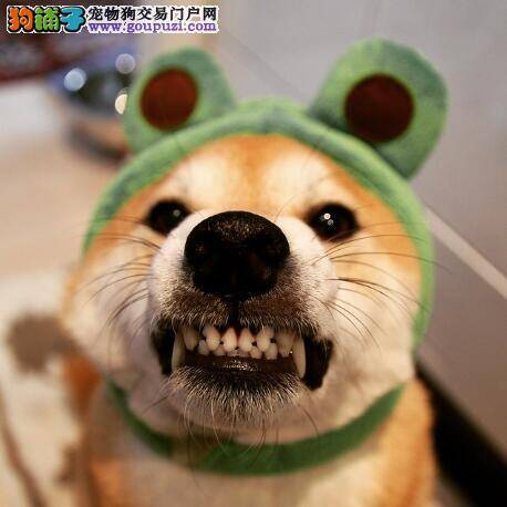 买与不买 告诉你什么样的秋田犬不适宜购买