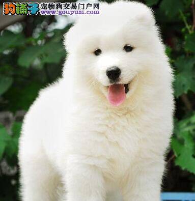 萨摩耶最近感冒了吃什么药好