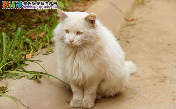 4年养20只流浪猫 单亲妈背后牺牲很大