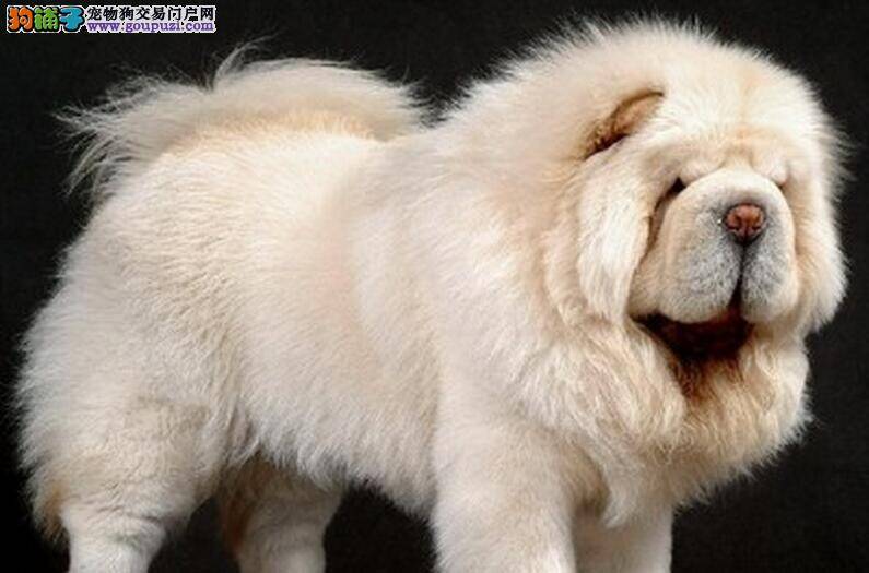 选购松狮犬主人要注意的问题
