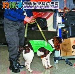 三只机场检疫犬12月份在合肥新桥机场正式上岗