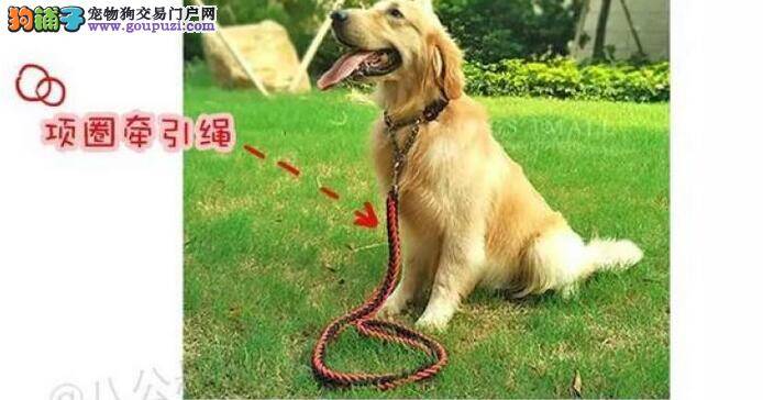 四种常用的狗狗牵引绳  选择更适合爱犬的