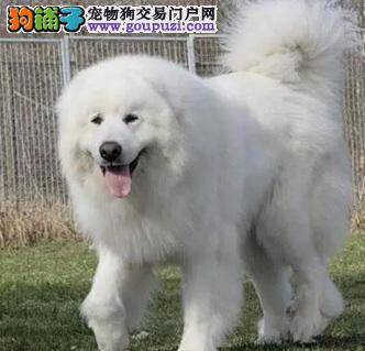 我家大白熊犬上吐下泻是怎么回事