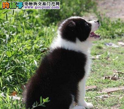 大家怎么给边境牧羊犬自制食物 求解答