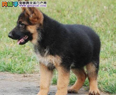 德国牧羊犬感冒，拉稀如何是好