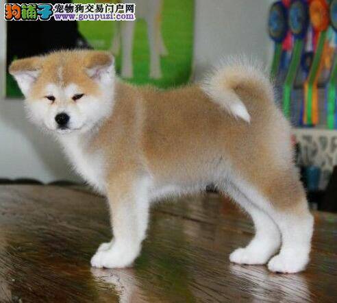 秋田犬的脚上真菌感染如何是好