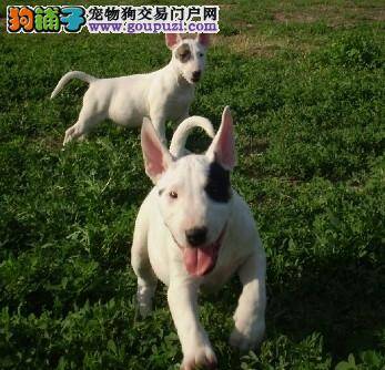 牛头梗呕吐后不吃东西，请医生帮忙看看