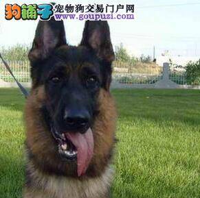 购买德国牧羊犬一定要知道的事情