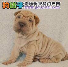 沙皮狗突然开始咳嗽是犬窝咳吗