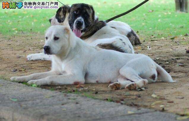 气质与性格 挑选优秀中亚牧羊犬的两个重点