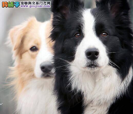 合理配比健康饮食 给边境牧羊犬喂食的几点原则