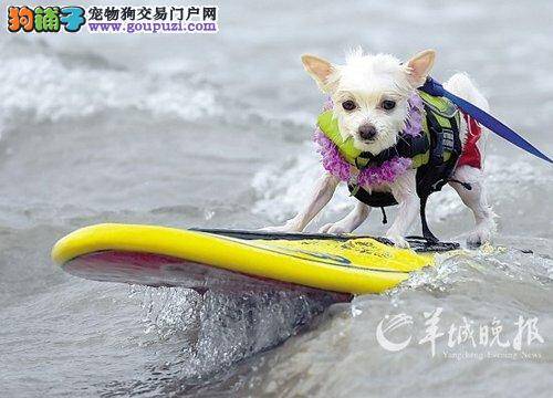 宠物狗冲浪大赛  60多条狗狗争夺本年度“冲浪王”