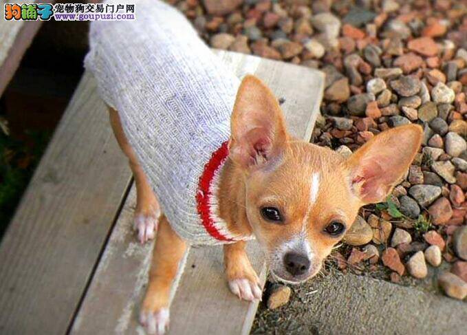 吉娃娃犬堪称世界上最小的犬