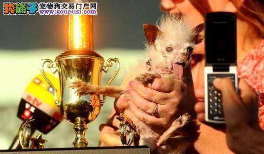 美国举行“世界最丑狗”比赛，混血儿狗狗夺冠