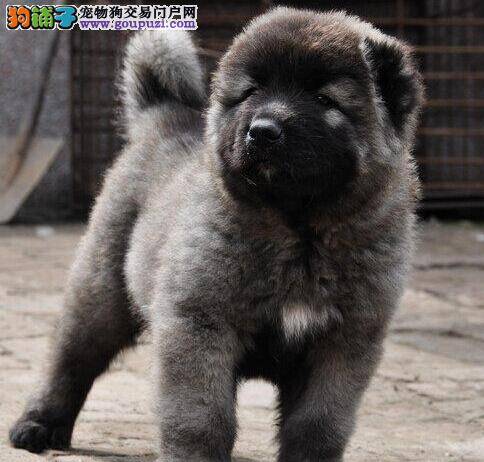 高加索犬咳嗽拉稀是什么毛病