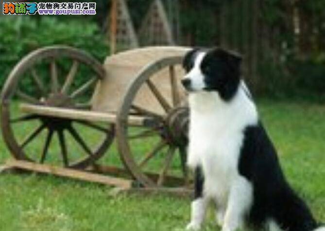 边境牧羊犬“传宗接代”期间应注意五大事项