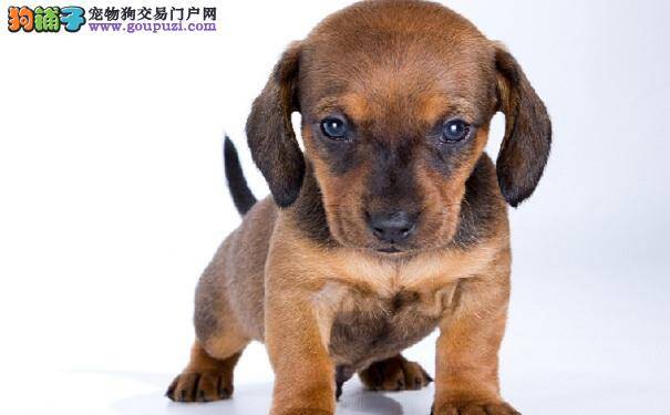 腊肠犬幼犬健康成长，心理培养很重要