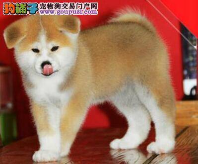 秋田犬最具有品种特色的地方是哪里