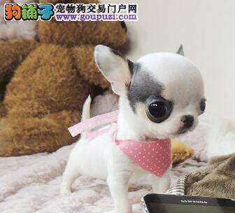 吉娃娃咳嗽一个月了用什么药物好