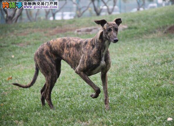 格力犬幼犬饲养和护理的方法