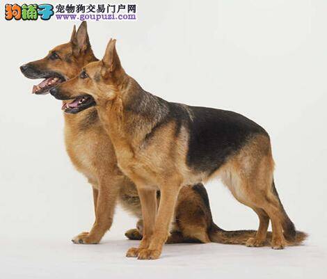 疑难杂症如何治 德国牧羊犬患上双行睫怎样治疗