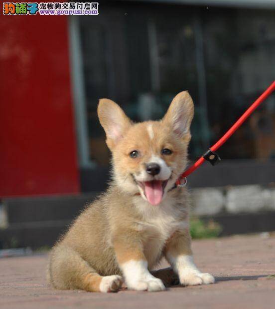 柯基犬口吐黄水，带白沫没事吧