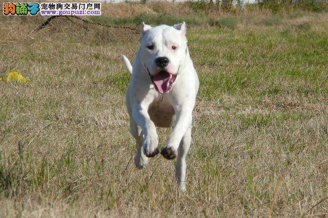 杜高犬吃东西呕吐白色泡沫是怎么了