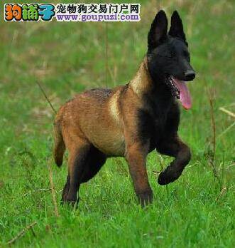 养成良好习惯 给马犬来一次说改就改的训练