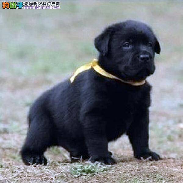 你知道怎样才能买到最健康的拉布拉多犬吗